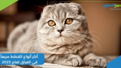 أكثر أنواع القطط مبيعاً في العراق لعام 2023